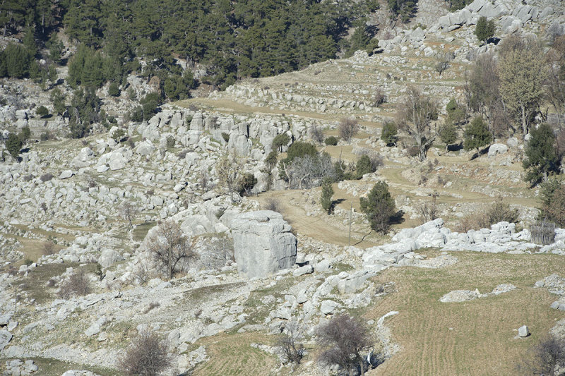 Selge December 2013 5120.jpg