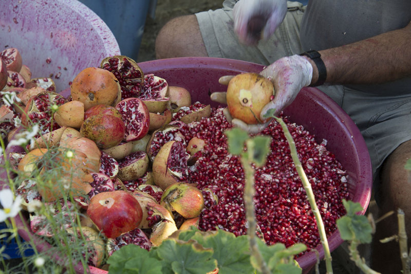 Dalyan October 2015 4447.jpg