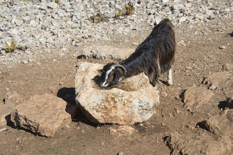 Cyaneae Shepherd and herd October 2016 0206.jpg