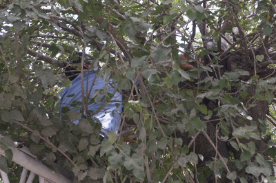 Urfa Cat in tree september 2014 2972.jpg