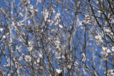 Sillyon feb 2015 5331.jpg