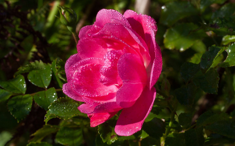 Rose in my garden this morning