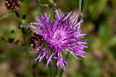 centaure scabieuse