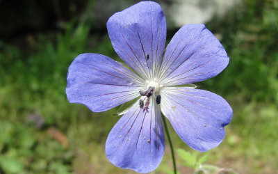 Woodland geranium