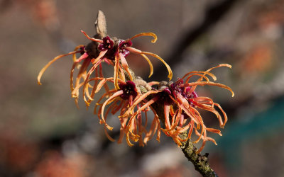 Hamamelis