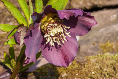 hellebore