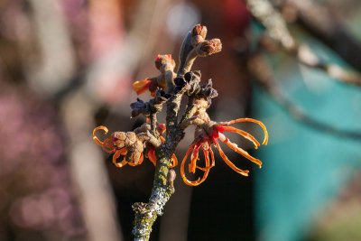 Hamamelis