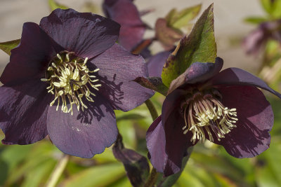 Hellebore