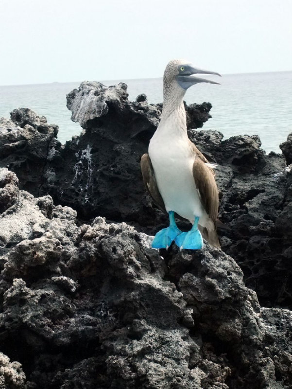 Blue-footed Booby
