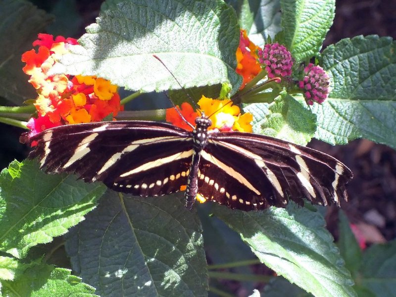Zebra Longwing