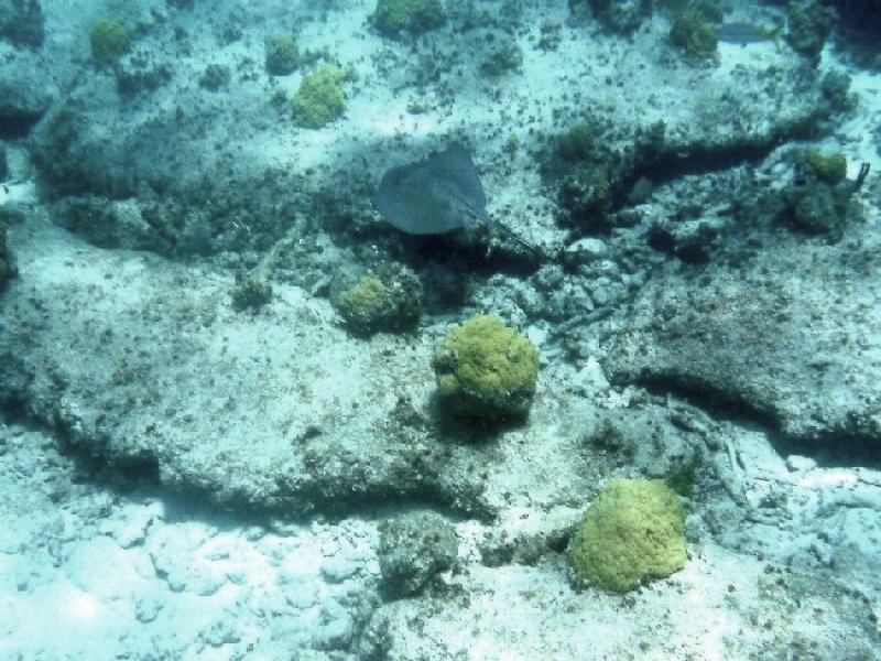 Southern Stingray