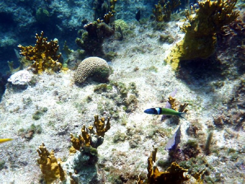 Bluehead Wrasse