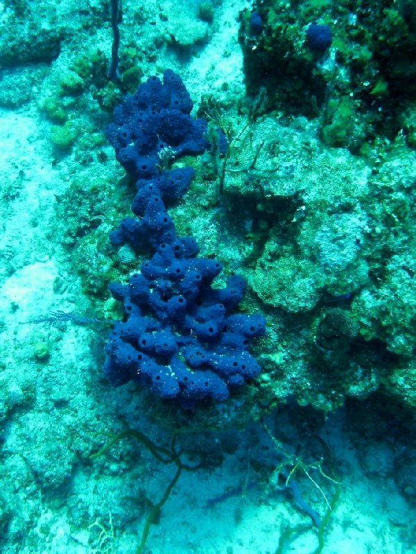 Branching Tube Sponges
