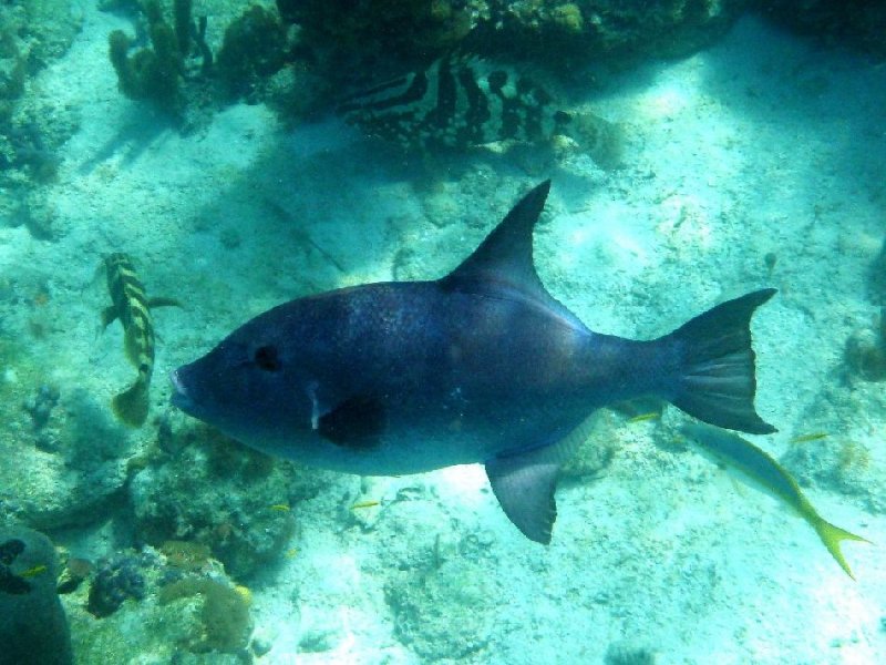 Ocean Triggerfish