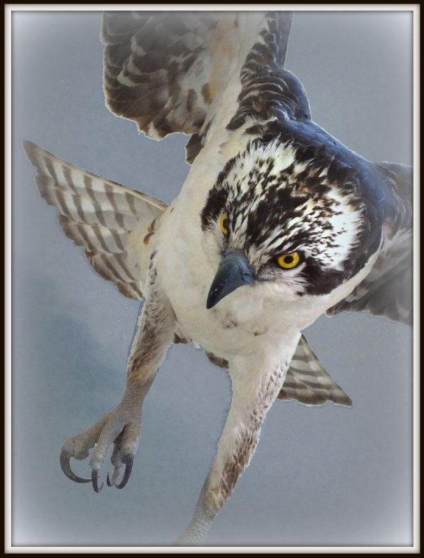 Attacked by an Osprey :)