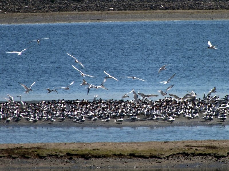 <a href=http://youtu.be/CrLHeyQevag >Click here for a Youtube video of the Least Terns</a> - Turn your sound on
