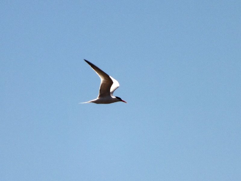 Least Tern in Flight