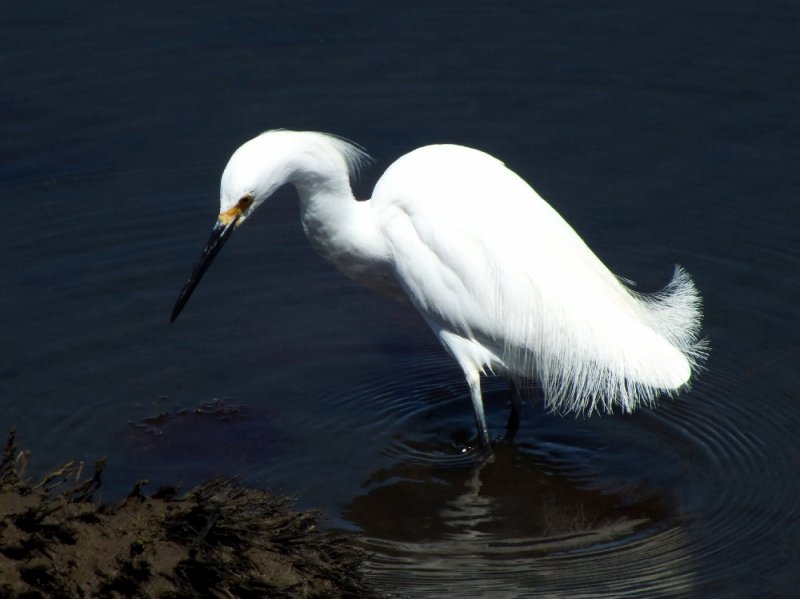 Snowy Egret