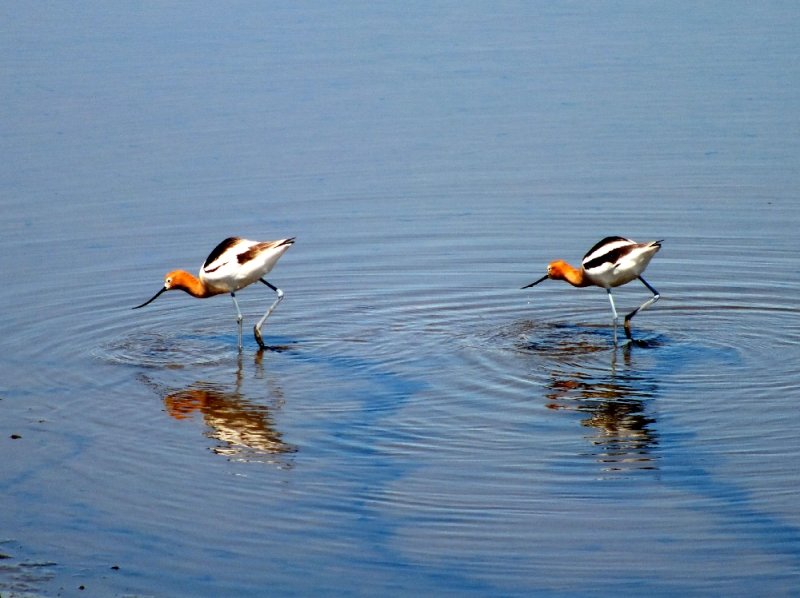 Synchronized Avocets