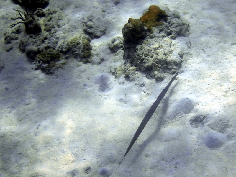 Trumpet Fish