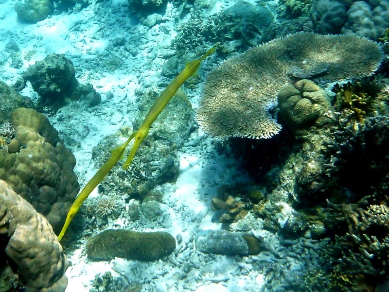 Pipefish
