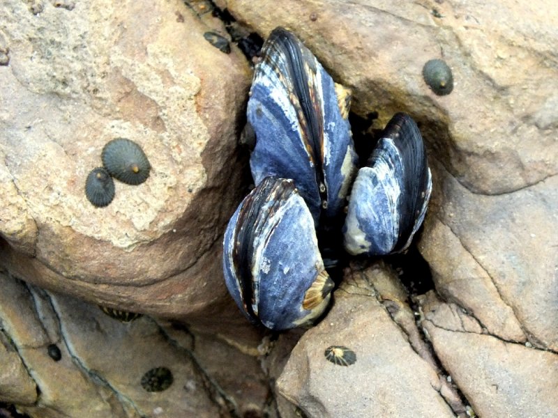 Mussels