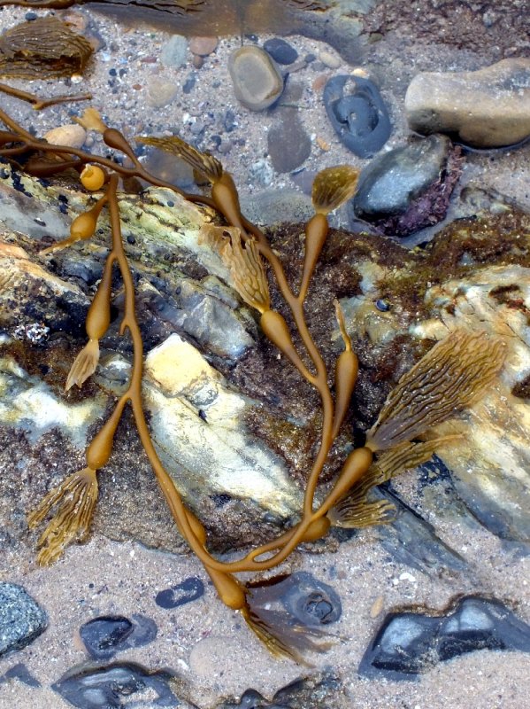 Kelp