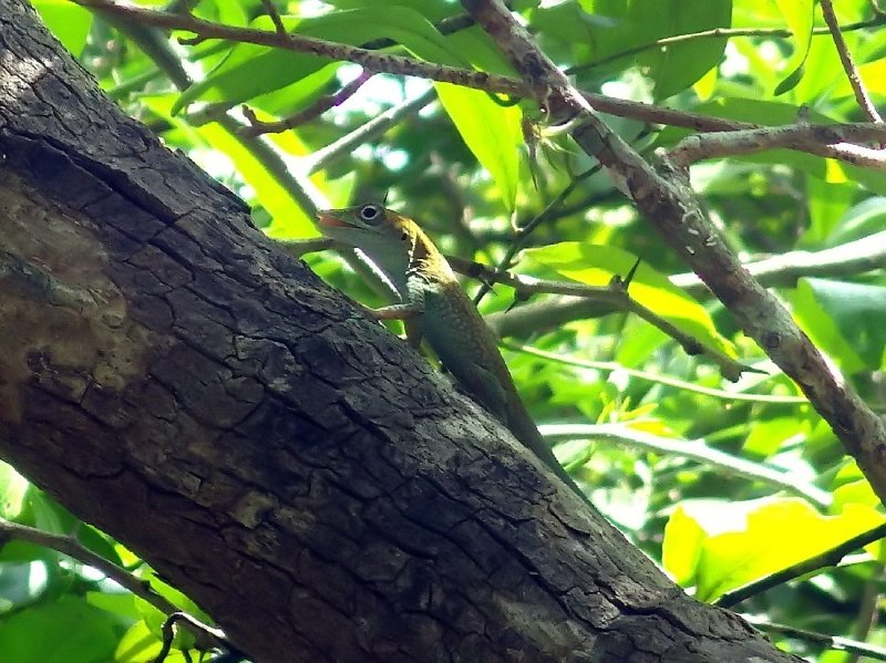 A Gecko