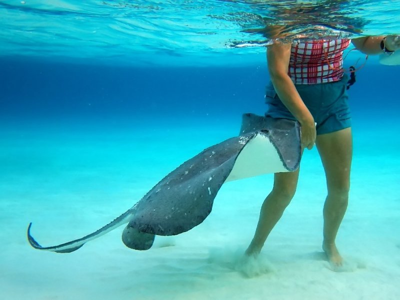 Feeding the Stingrays