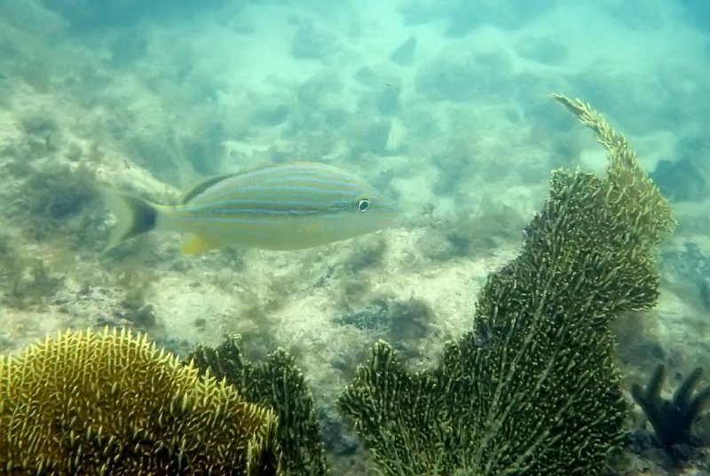 Blue striped grunt