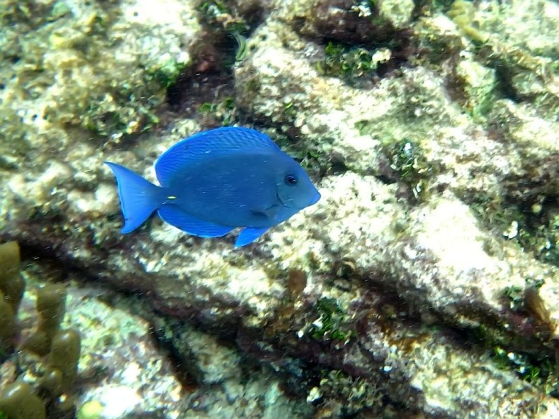 Blue Tang