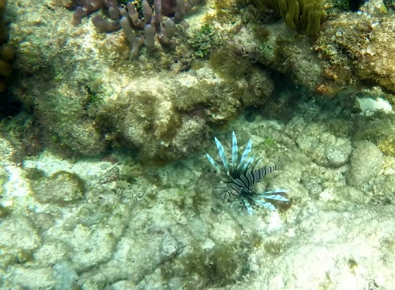 Lion Fish