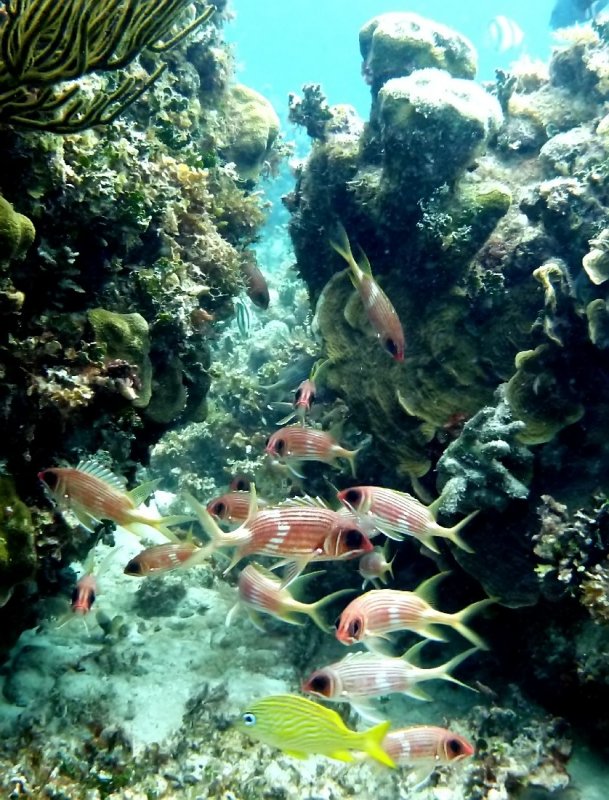 Squirrelfish and one French Grunt