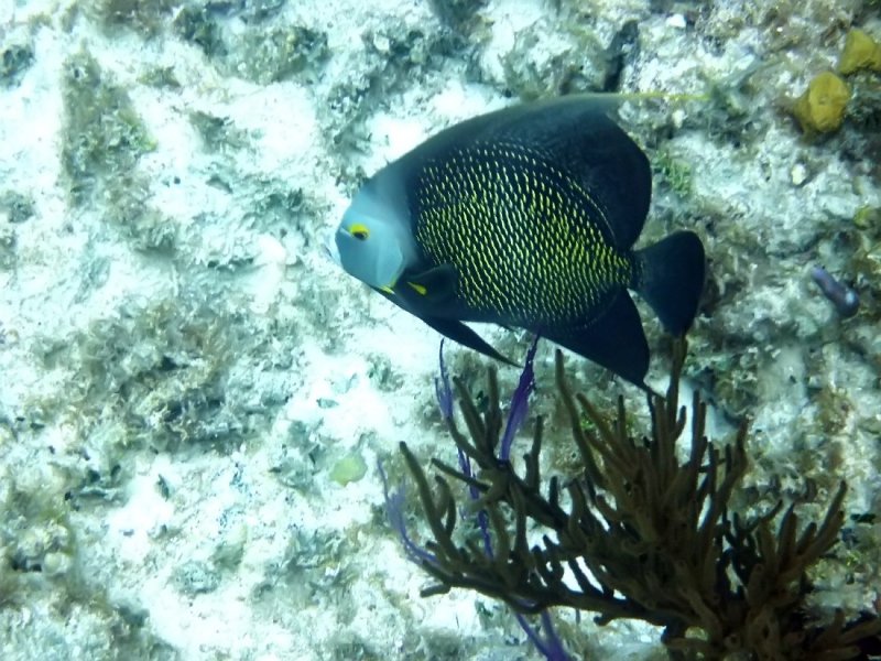French Angelfish