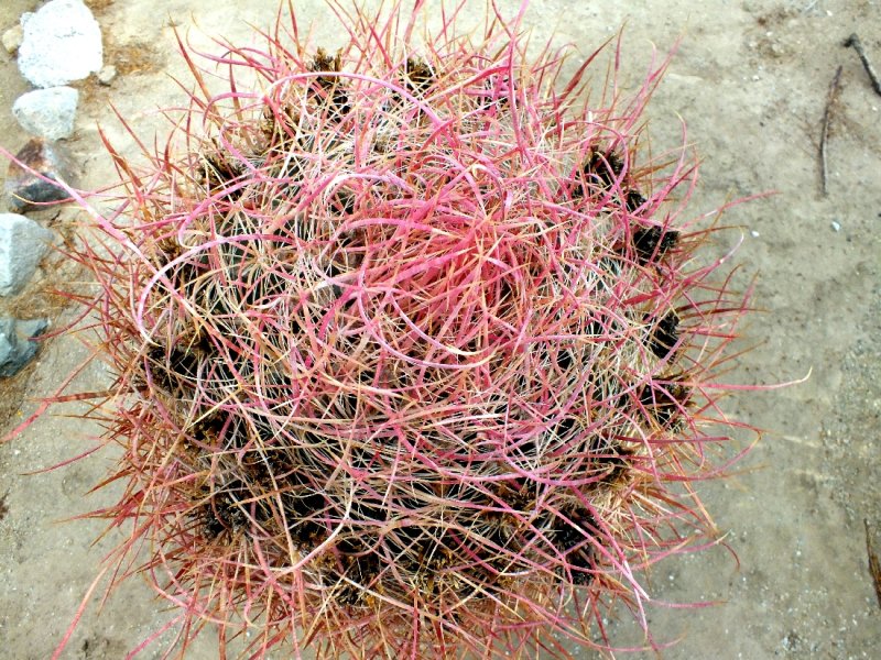 Top of a Barrel Cactus