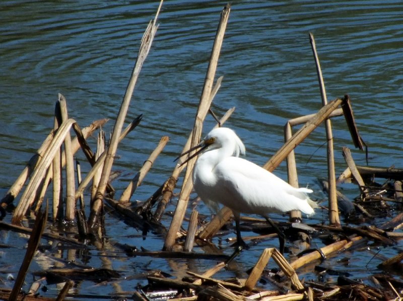 Snowy Egret