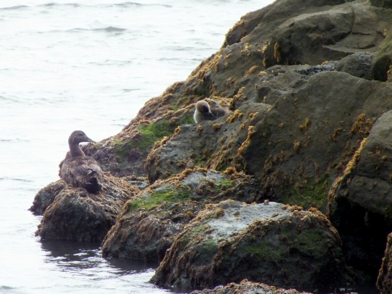 An Eider Duck and Chick