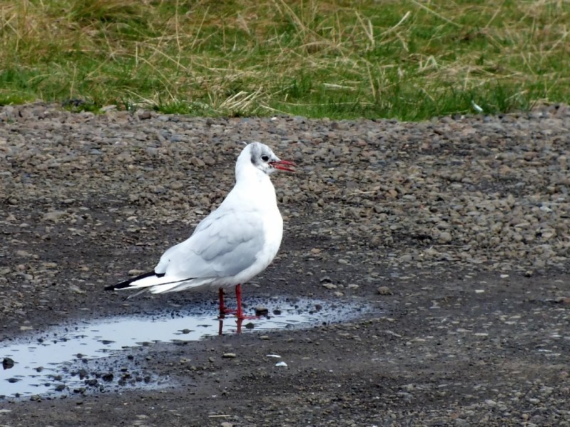 Black-headed gull