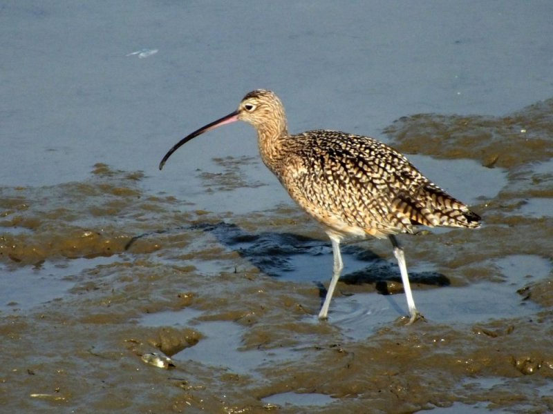 Curlew