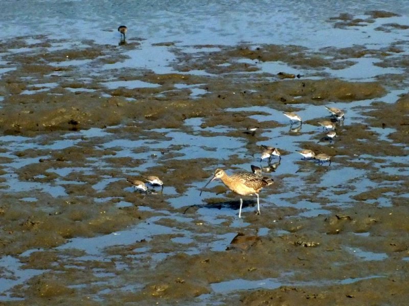 Curlew and Sandpipers