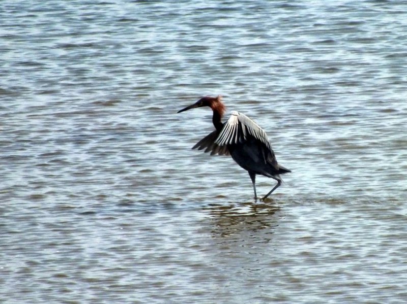 Reddish Egret