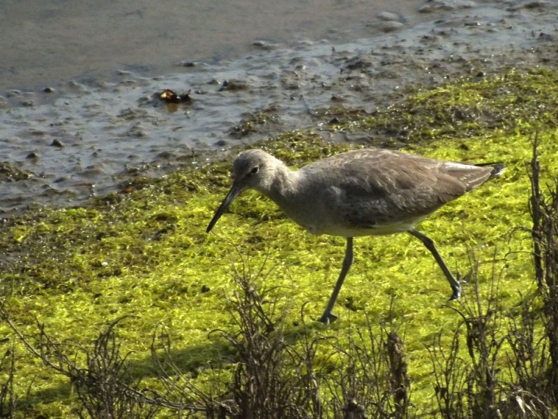 Willet