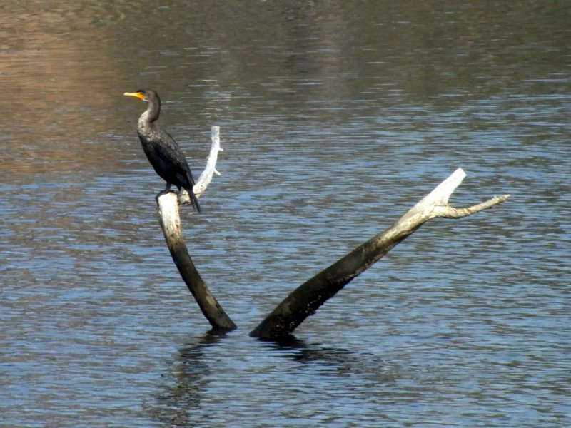 Cormorant