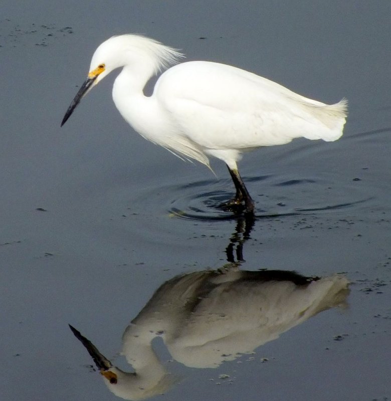 Snowy Egret