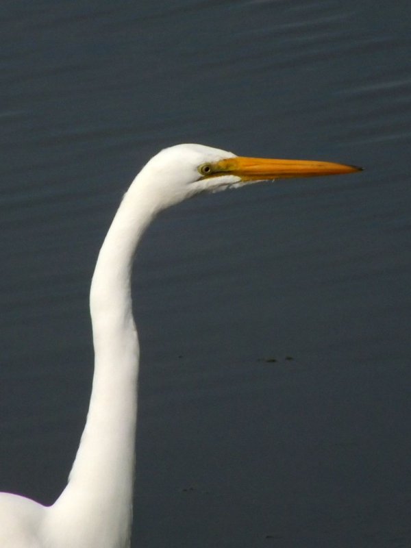 Great Egret
