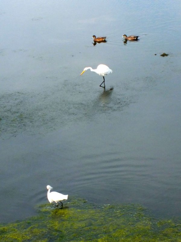 Snowy Egret, Great Egret, and American Wigeons