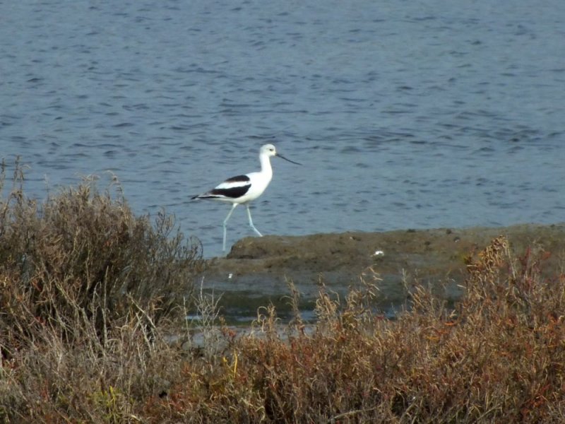Avocet