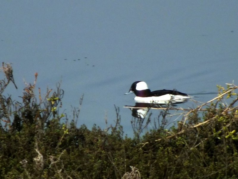 Bufflehead Duck