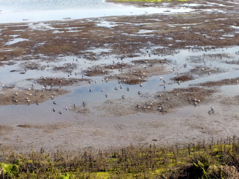 Hundreds of Sandpipers