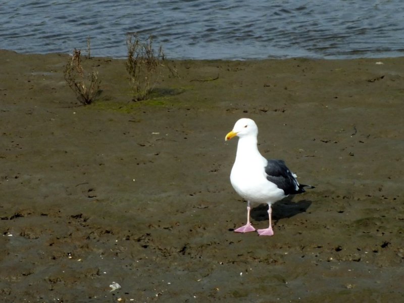 Herring Gull